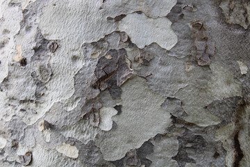 Soft White and Gray Tree Bark Texture